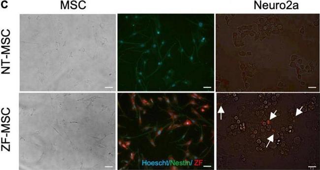 Mouse IgG (H+L) Secondary Antibody in Immunocytochemistry (ICC/IF)