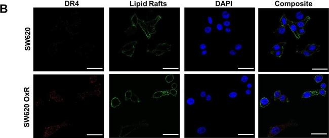 Mouse IgG (H+L) Secondary Antibody in Immunocytochemistry (ICC/IF)