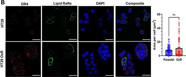 Mouse IgG (H+L) Secondary Antibody in Immunocytochemistry (ICC/IF)