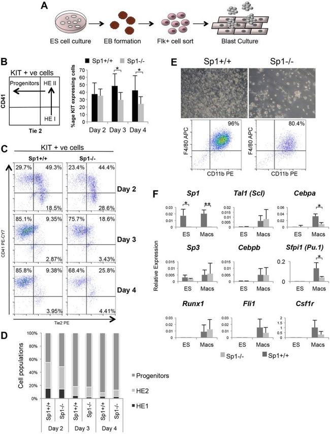 CD41a Antibody in Flow Cytometry (Flow)