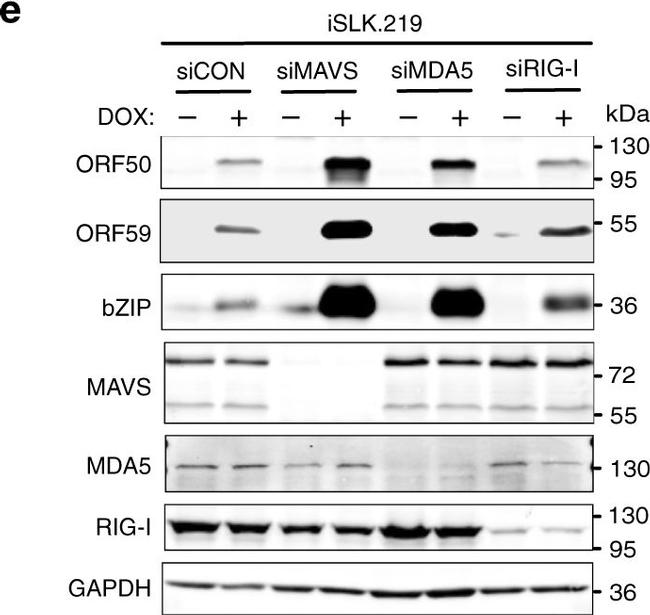 Mouse IgG (H+L) Secondary Antibody in Western Blot (WB)