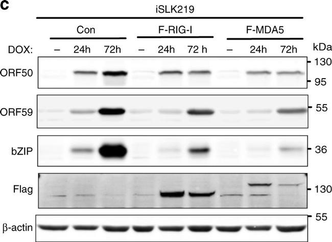 Mouse IgG (H+L) Secondary Antibody in Western Blot (WB)