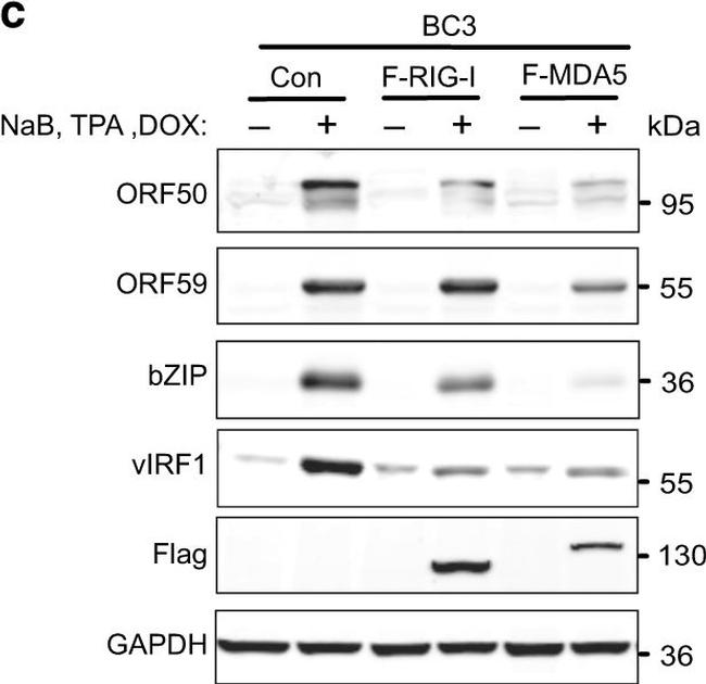 Rabbit IgG (Heavy Chain) Secondary Antibody in Western Blot (WB)