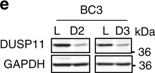 Rabbit IgG (Heavy Chain) Secondary Antibody in Western Blot (WB)