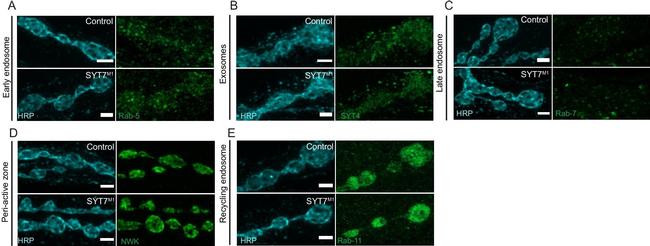 Rabbit IgG (H+L) Highly Cross-Adsorbed Secondary Antibody in Immunocytochemistry (ICC/IF)