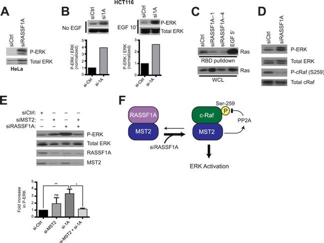 RASSF1A Antibody in Western Blot (WB)