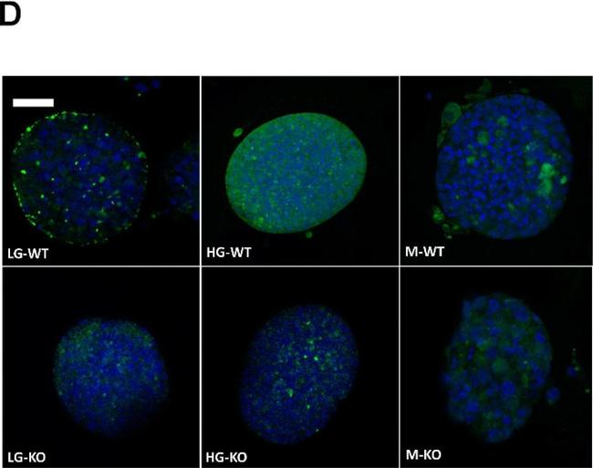 Mouse IgG (H+L) Highly Cross-Adsorbed Secondary Antibody in Immunocytochemistry (ICC/IF)