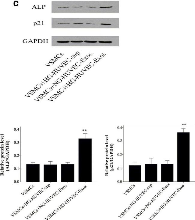 Mouse IgG (H+L) Highly Cross-Adsorbed Secondary Antibody in Western Blot (WB)