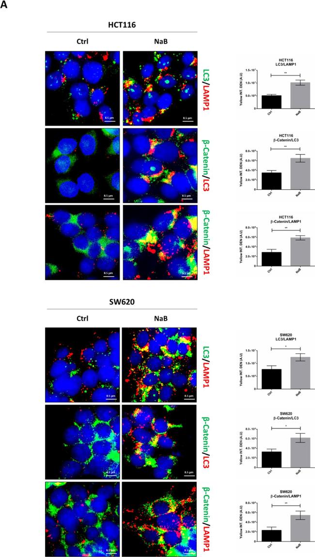 Rabbit IgG (H+L) Highly Cross-Adsorbed Secondary Antibody in Immunocytochemistry (ICC/IF)