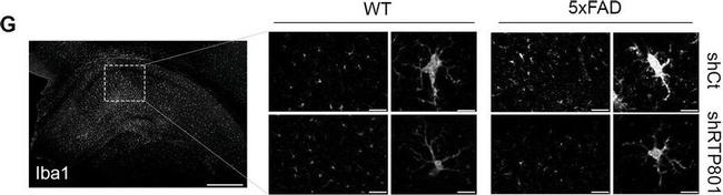 Rabbit IgG (H+L) Highly Cross-Adsorbed Secondary Antibody in Immunohistochemistry (IHC)