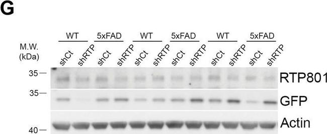 Rabbit IgG (H+L) Secondary Antibody in Western Blot (WB)