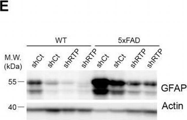 Rabbit IgG (H+L) Secondary Antibody in Western Blot (WB)