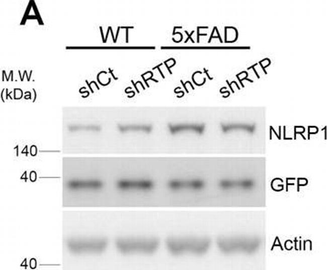 Rabbit IgG (H+L) Secondary Antibody in Western Blot (WB)