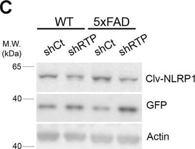 Mouse IgG (H+L) Secondary Antibody in Western Blot (WB)