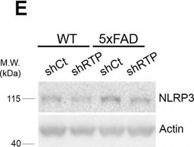 Rabbit IgG (H+L) Secondary Antibody in Western Blot (WB)