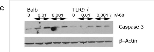 Mouse IgG (H+L) Cross-Adsorbed Secondary Antibody in Western Blot (WB)