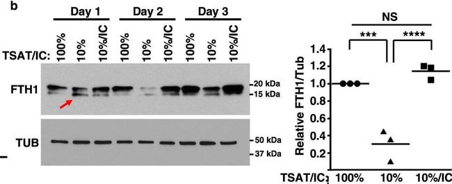 Rabbit IgG (H+L) Secondary Antibody in Western Blot (WB)