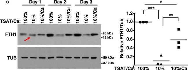 Rabbit IgG (H+L) Secondary Antibody in Western Blot (WB)