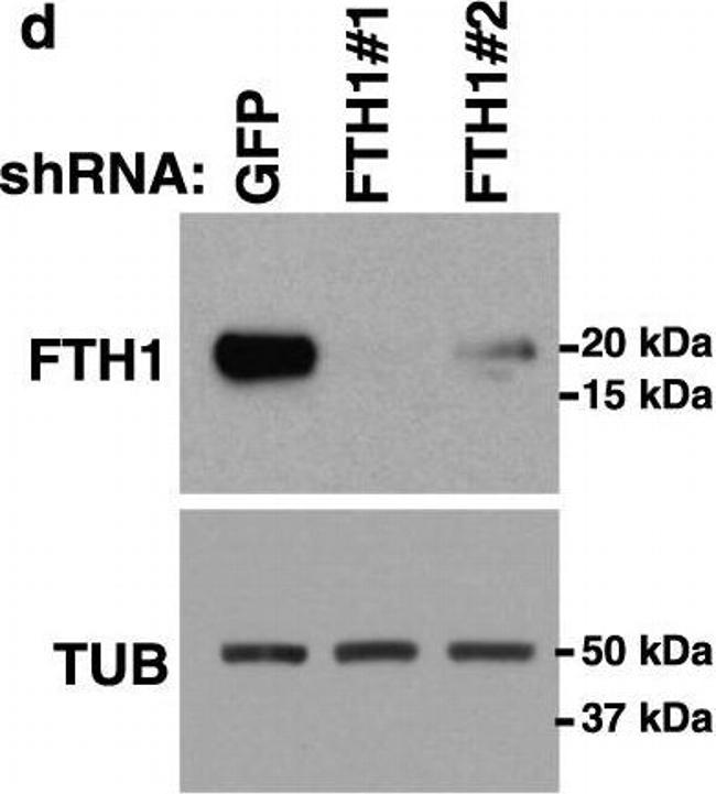 Rabbit IgG (H+L) Secondary Antibody in Western Blot (WB)