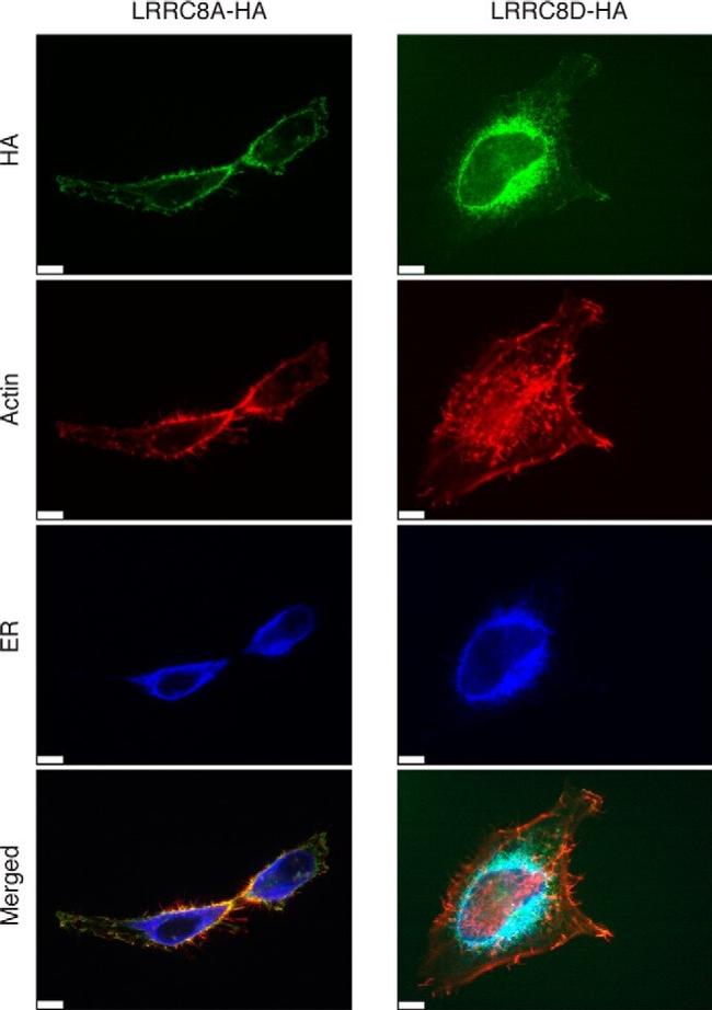 HA Tag Antibody in Immunocytochemistry (ICC/IF)