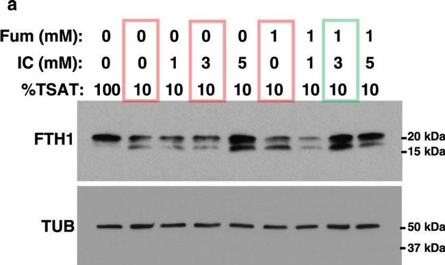 Rabbit IgG (H+L) Secondary Antibody in Western Blot (WB)