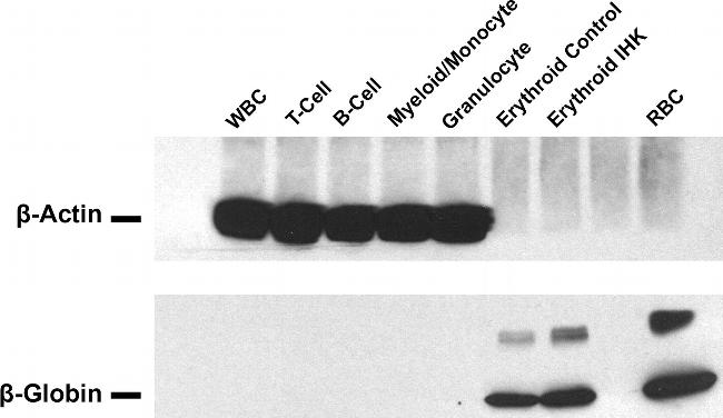 Mouse IgG (H+L) Secondary Antibody in Western Blot (WB)