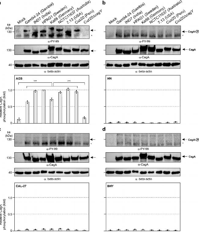 Rabbit IgG (H+L) Cross-Adsorbed Secondary Antibody in Western Blot (WB)