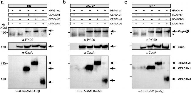 Rabbit IgG (H+L) Cross-Adsorbed Secondary Antibody in Western Blot (WB)