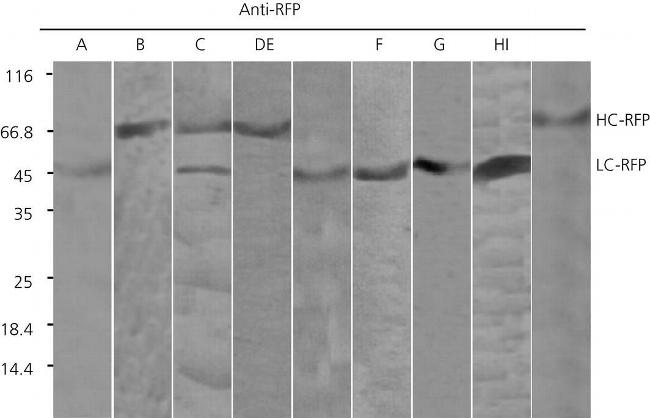 Mouse IgG (H+L) Cross-Adsorbed Secondary Antibody in Western Blot (WB)