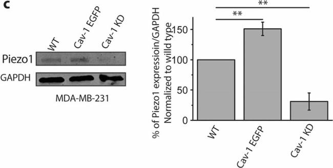 Mouse IgG (H+L) Secondary Antibody in Western Blot (WB)