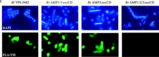 Rabbit IgG (H+L) Secondary Antibody in Immunocytochemistry (ICC/IF)