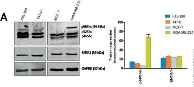 Mouse IgG (H+L) Secondary Antibody in Western Blot (WB)