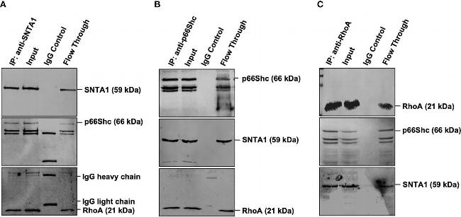 Mouse IgG (H+L) Secondary Antibody in Western Blot (WB)