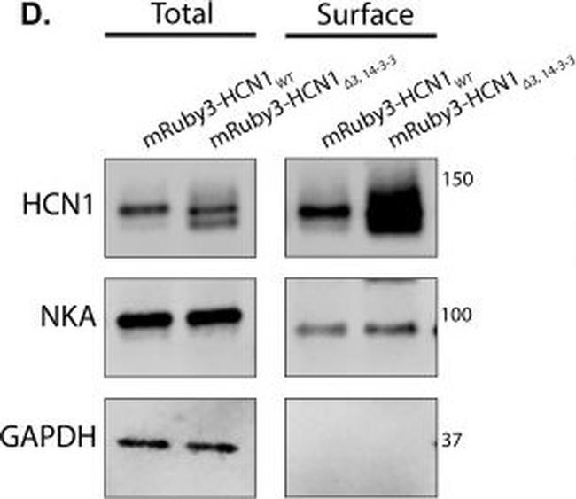 Mouse IgG (H+L) Secondary Antibody in Western Blot (WB)