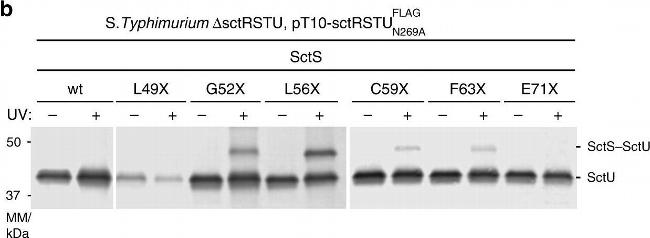 Rabbit IgG (H+L) Secondary Antibody in Western Blot (WB)