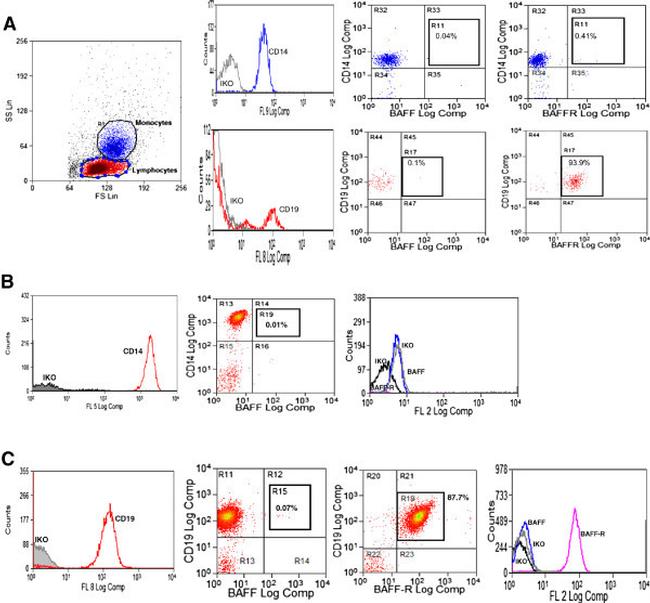 CD268 (BAFF Receptor) Antibody in Flow Cytometry (Flow)