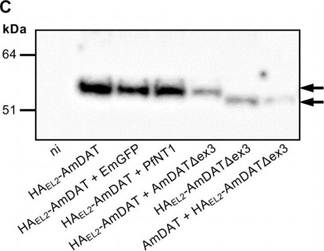 Mouse IgG (H+L) Secondary Antibody in Western Blot (WB)