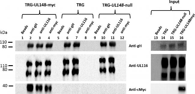 Mouse IgG (H+L) Secondary Antibody in Western Blot (WB)