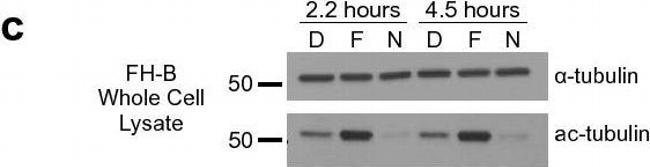 Rabbit IgG (H+L) Secondary Antibody in Western Blot (WB)