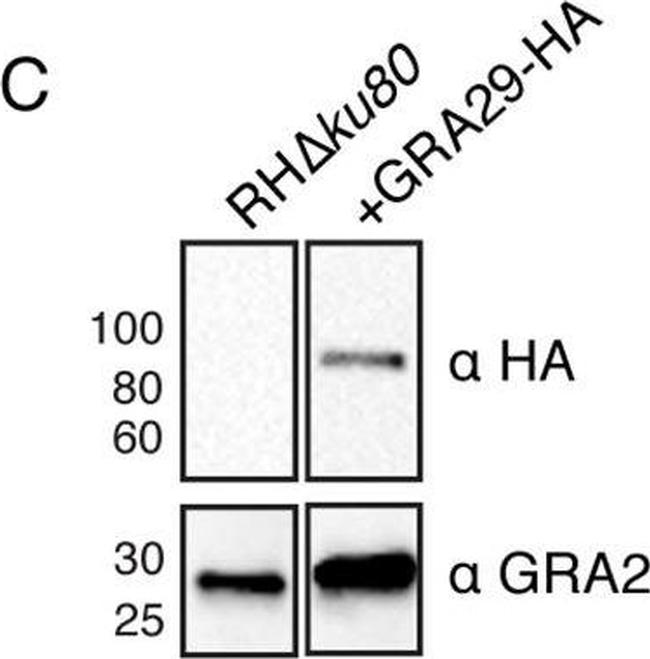 Rat IgG (H+L) Secondary Antibody in Western Blot (WB)