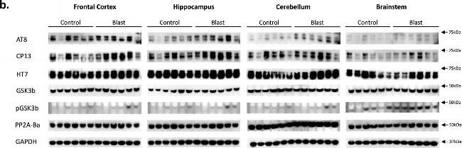 Rat IgG (H+L) Secondary Antibody in Western Blot (WB)