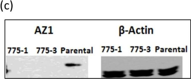 Rabbit IgG (H+L) Secondary Antibody in Western Blot (WB)