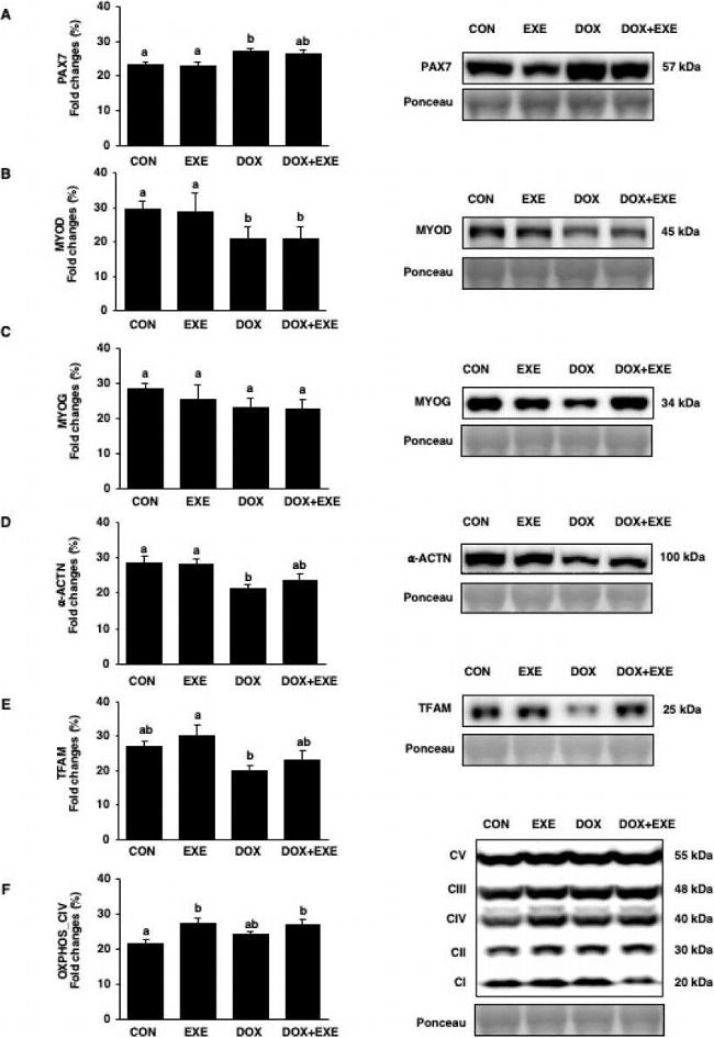 Goat IgG (H+L) Secondary Antibody in Western Blot (WB)