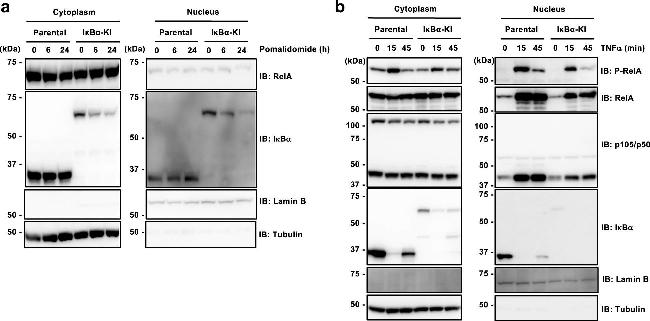 Goat IgG (H+L) Secondary Antibody in Western Blot (WB)