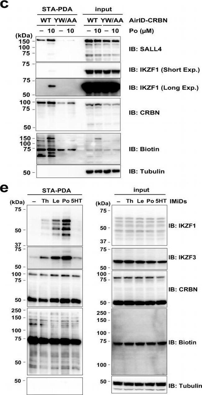 Goat IgG (H+L) Secondary Antibody in Western Blot (WB)