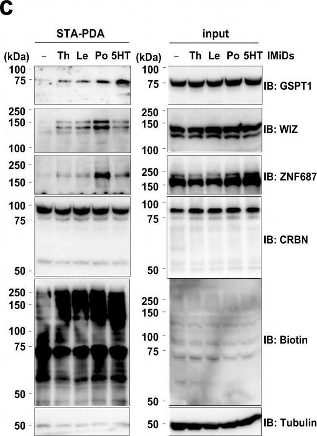 Goat IgG (H+L) Secondary Antibody in Western Blot (WB)