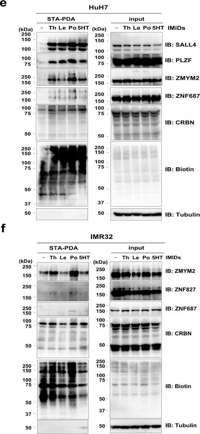 Goat IgG (H+L) Secondary Antibody in Western Blot (WB)