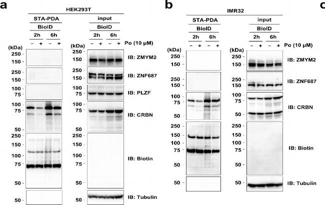 Goat IgG (H+L) Secondary Antibody in Western Blot (WB)