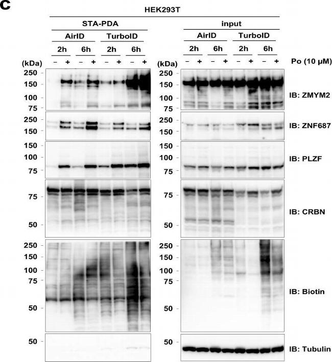 Goat IgG (H+L) Secondary Antibody in Western Blot (WB)