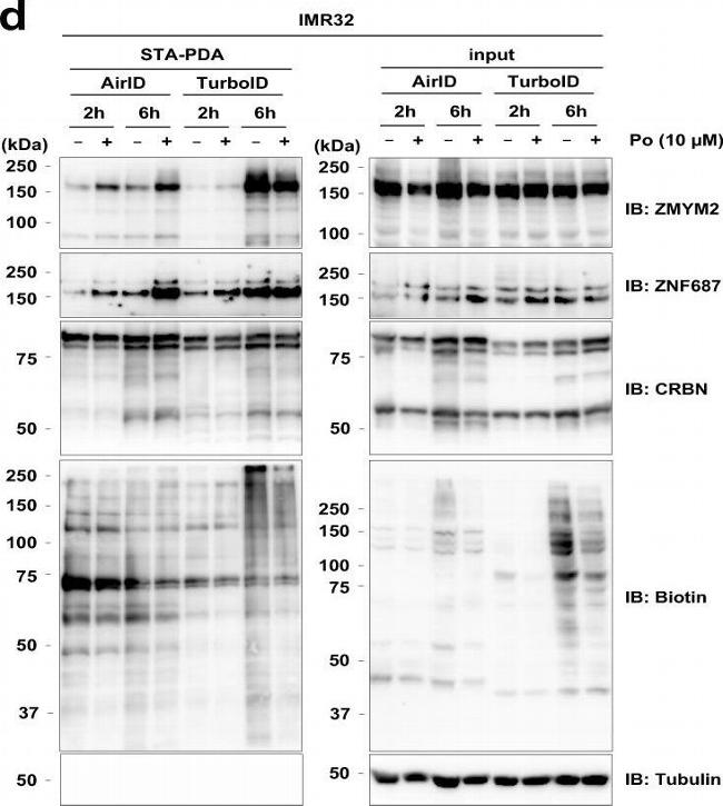 Goat IgG (H+L) Secondary Antibody in Western Blot (WB)